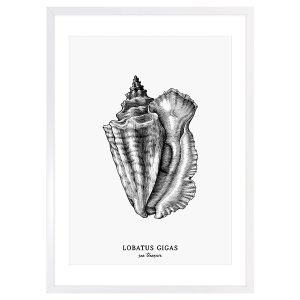 Obraz w ramie Lobatus Gigas Shell 53×73 cm 230424 Obraz w ramie Lobatus Gigas Shell 53×73 cm 230424