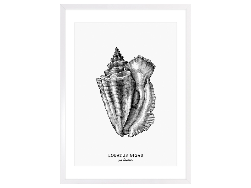 Obraz w ramie Lobatus Gigas Shell 53x73 cm 230424