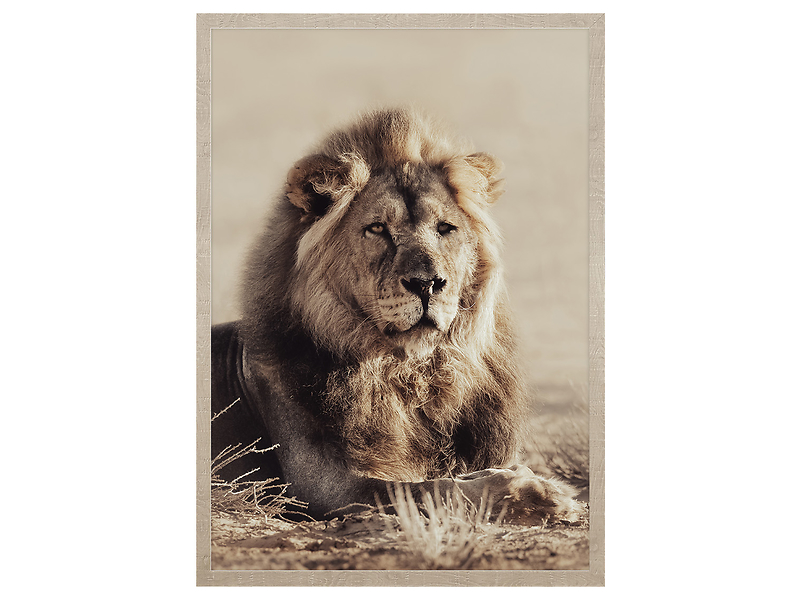 Obraz w ramie Lordly Lion 53x73 cm 230574