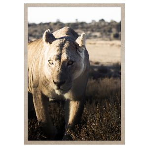 Obraz w ramie Lurking Lion 53×73 cm 230573 Obraz w ramie Lurking Lion 53×73 cm 230573