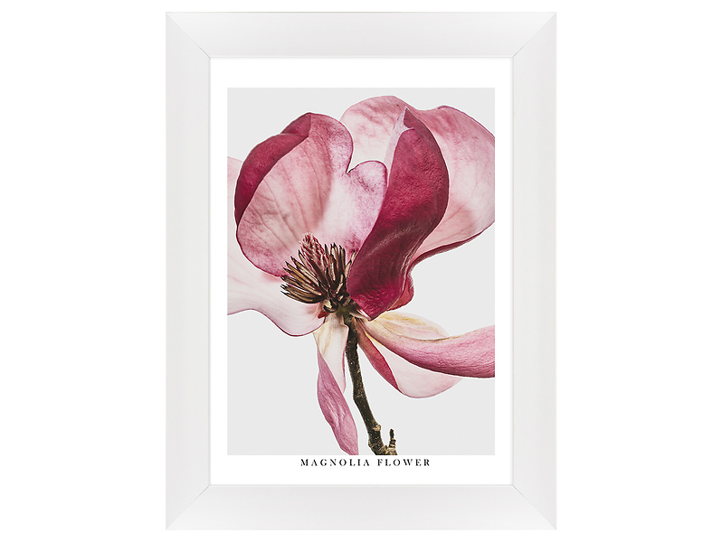 Obraz w ramie Magnolia Flower In The Wind 62x82 cm 230474