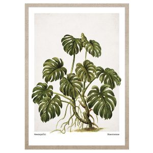Obraz w ramie Monstera Leaves 53×73 cm 230401