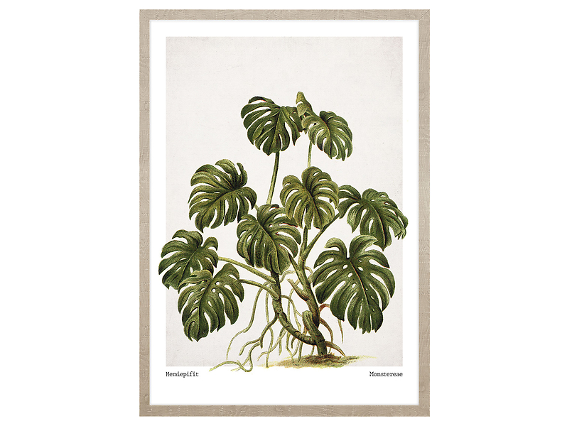 Obraz w ramie Monstera Leaves 53x73 cm 230401