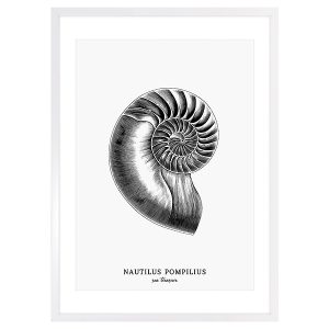 Obraz w ramie Nautilus Pomilius Shell 53×73 cm 230423