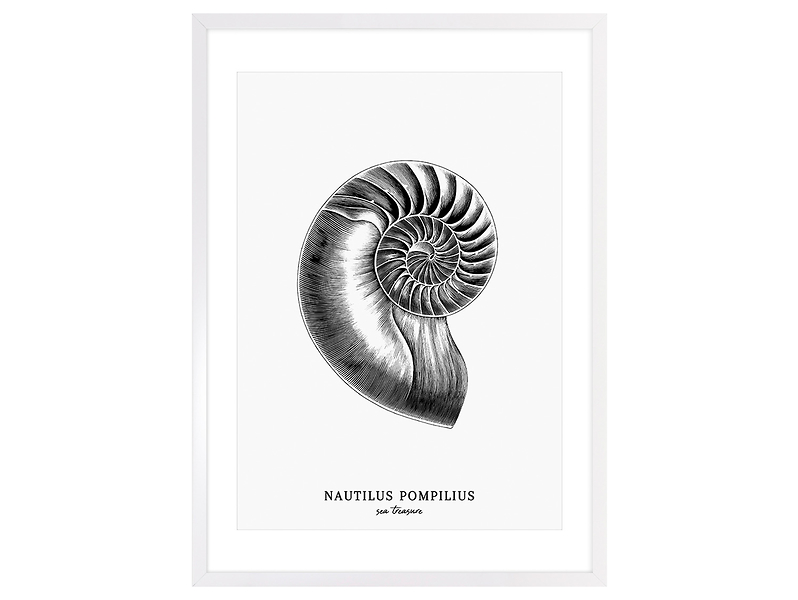 Obraz w ramie Nautilus Pomilius Shell 53x73 cm 230423