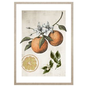 Obraz w ramie Orange Life Cycle 53×73 cm 230410