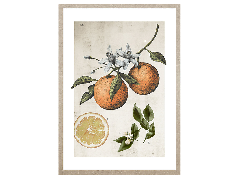Obraz w ramie Orange Life Cycle 53x73 cm 230410