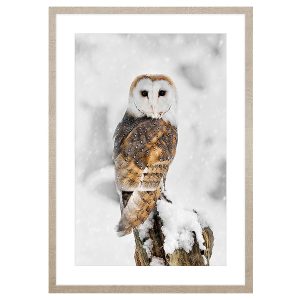 Obraz w ramie Owl In Winter Scenery 53×73 cm 230564
