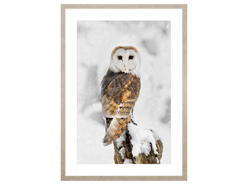 Obraz w ramie Owl In Winter Scenery 53x73 cm 230564