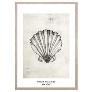 Obraz w ramie Pacten Maximus Sea Shell 53×73 cm 230417