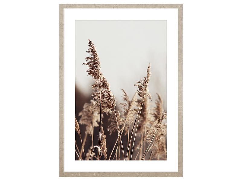 Obraz w ramie Pampas Grass Of The Wind No. 1 53x73 cm 230373