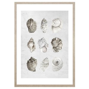 Obraz w ramie Pastels Shells 53×73 cm 230429