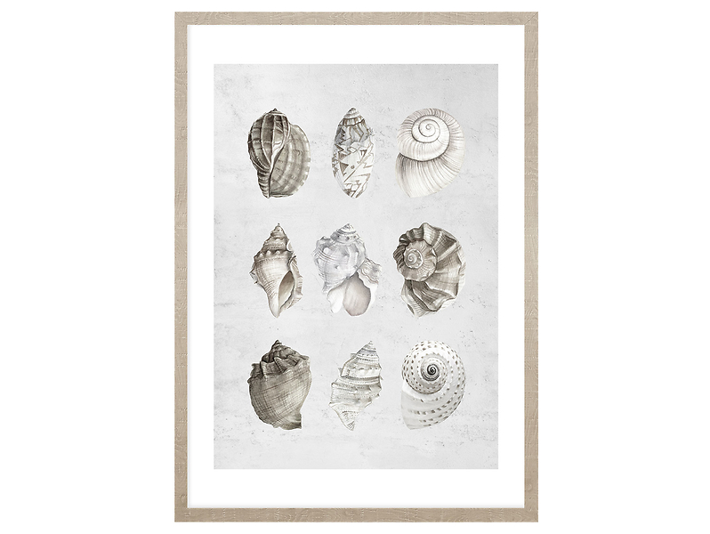 Obraz w ramie Pastels Shells 53x73 cm 230429