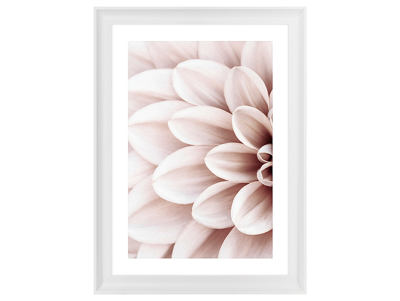 Obraz w ramie Powder Dahlia No.1 58x78 cm 230475