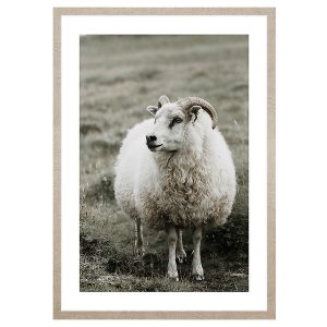 Obraz w ramie Ram In The Meadow 53×73 cm 230566