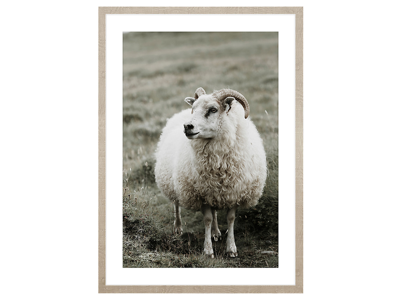 Obraz w ramie Ram In The Meadow 53x73 cm 230566