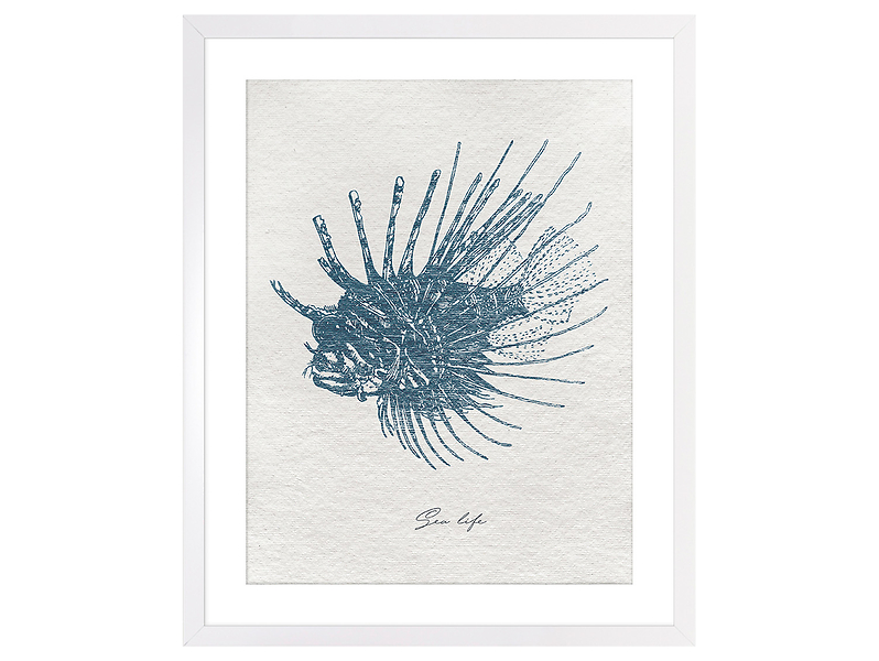 Obraz w ramie Red Lionfish 43x53 cm 230414