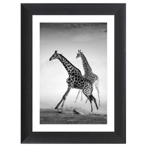 Obraz w ramie Running Giraffes 62×82 cm 230579