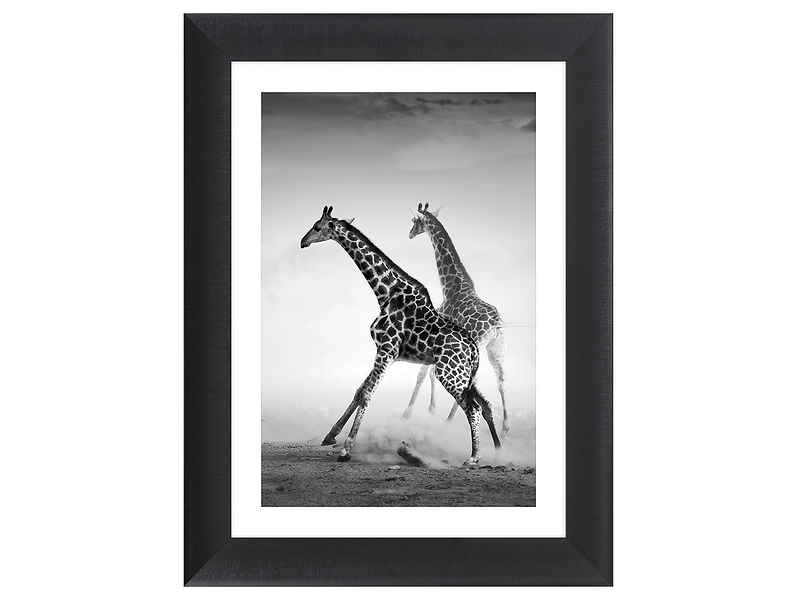 Obraz w ramie Running Giraffes 62x82 cm 230579