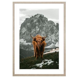 Obraz w ramie Scottish Cattle In The Mountains 53×73 cm 230567