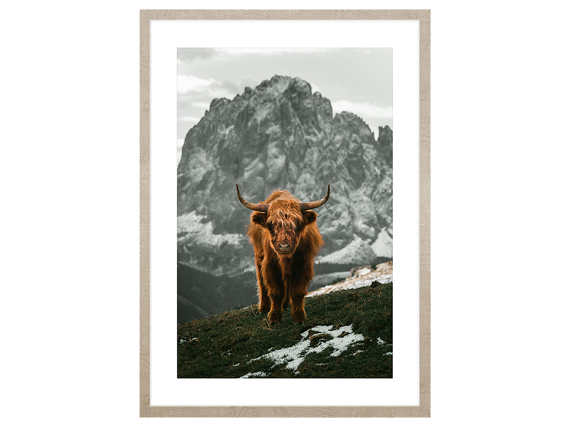 Obraz w ramie Scottish Cattle In The Mountains 53x73 cm 230567