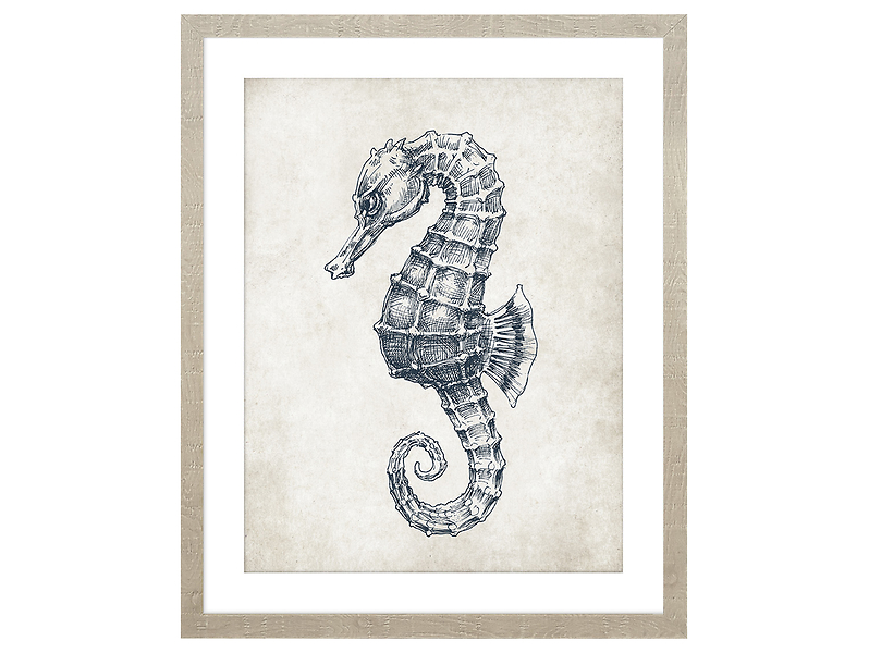 Obraz w ramie Seahorse Outline 43x53 cm 230411