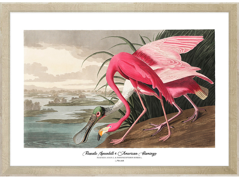 Obraz w ramie Sponbill And Flamingo 76x56 cm 230390