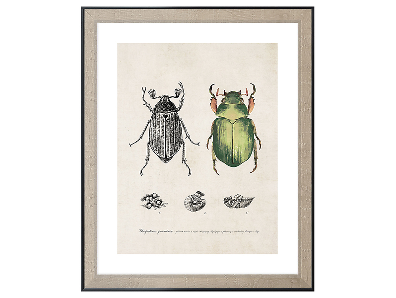 Obraz w ramie The Life Cycle Of The Beetlee 46x56 cm 230389