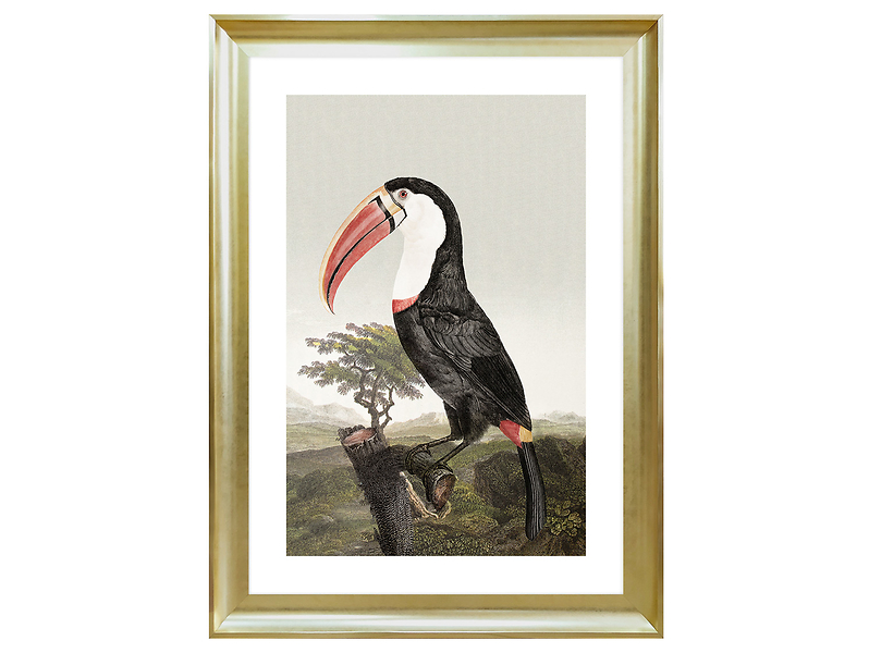 Obraz w ramie Toucan On A Branch 58x68 cm 230392
