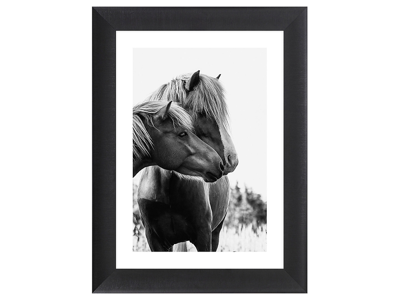 Obraz w ramie Wild Icelandic Horses 62x82 cm 230577