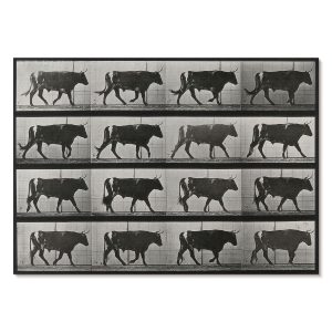 Obrazy na płótnie A2 Byk w marszu (1887) autorstwa E. Muybridge’a 1007387 Obrazy na płótnie A2 Byk w marszu (1887) autorstwa E. Muybridge’a 1007387