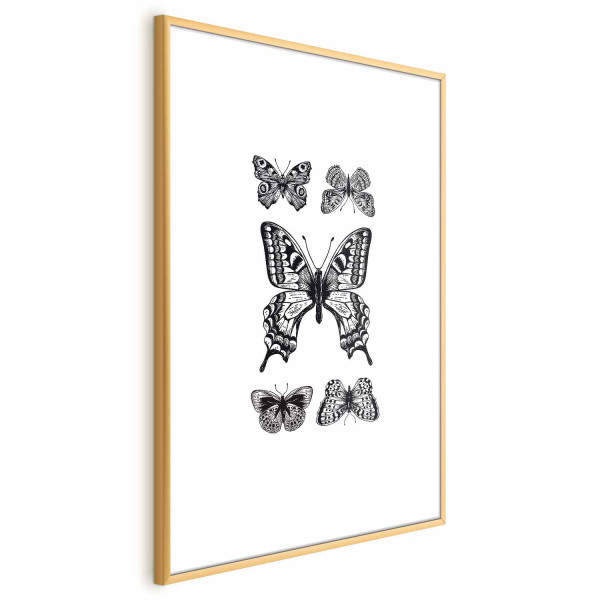 Plakat Pięć motyli 40x60 cm 589139
