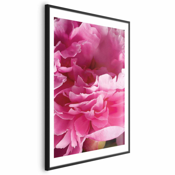 Plakat Piękne piwonie 21x30 cm 579427