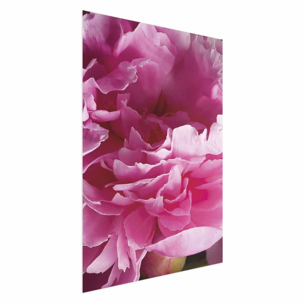 Plakat Piękne piwonie 29,7x42 cm 585940
