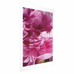 Plakat Piękne piwonie 29,7×42 cm 586235 Plakat Piękne piwonie 29,7×42 cm 586235