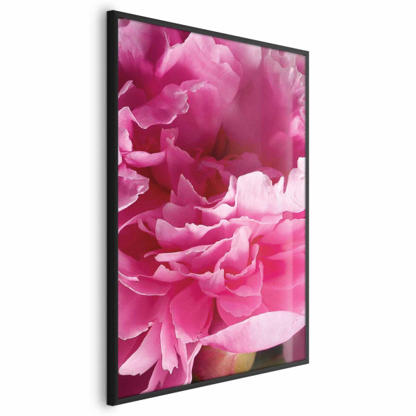 Plakat Piękne piwonie 29,7x42 cm 589380