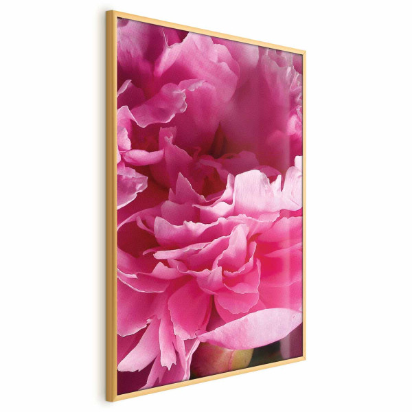 Plakat Piękne piwonie 60x90 cm 582481