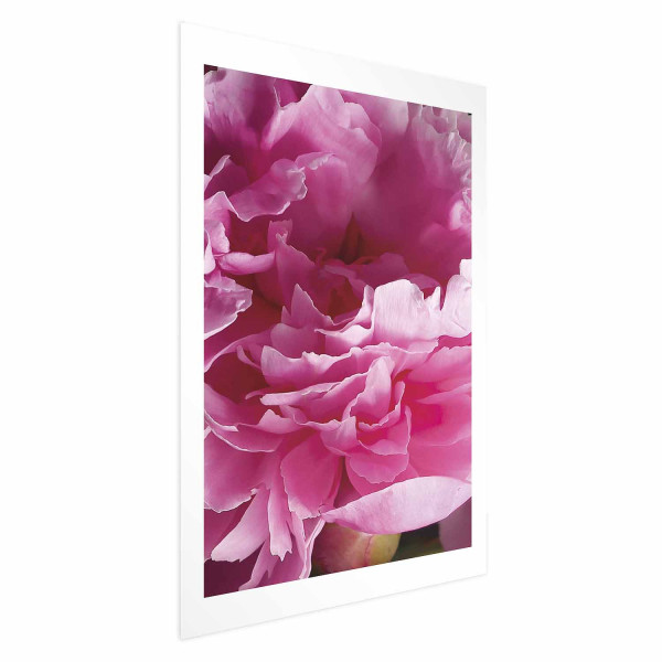 Plakat Piękne piwonie 60x90 cm 588384