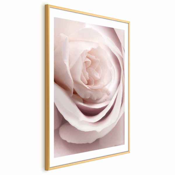 Plakat Porcelanowa róża 40x60 cm 578437