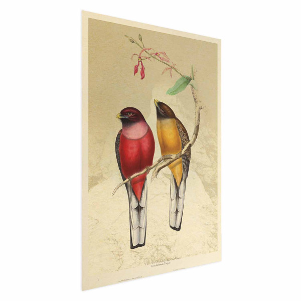 Plakat Ptaki na gałązce 60x90 cm 587073