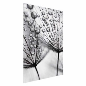 Plakat Rosa 40×60 cm 579323 Plakat Rosa 40×60 cm 579323