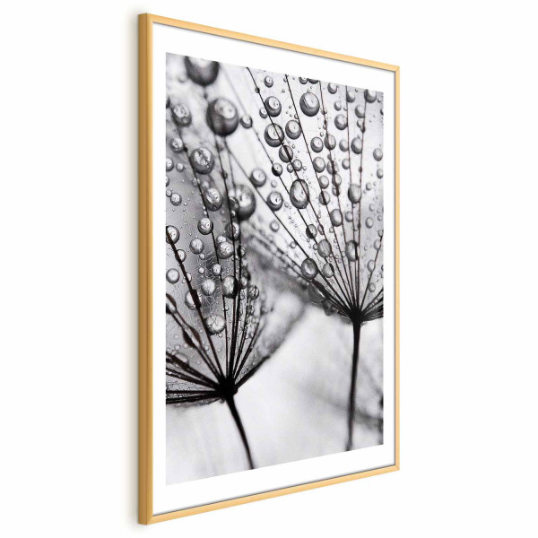 Plakat Rosa 40x60 cm 581762