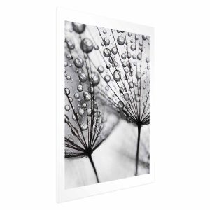 Plakat Rosa 40×60 cm 586406 Plakat Rosa 40×60 cm 586406
