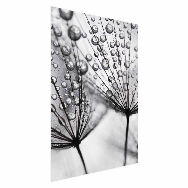 Plakat Rosa 60x90 cm 577068