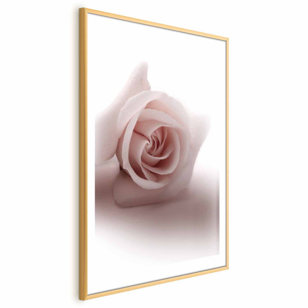 Plakat Różany cień 21x30 cm 578876