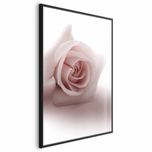 Plakat Różany cień 40×60 cm 581467