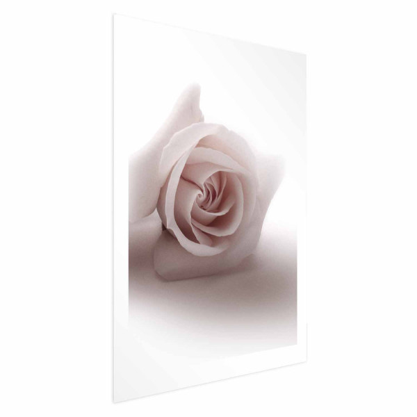 Plakat Różany cień 40x60 cm 585762