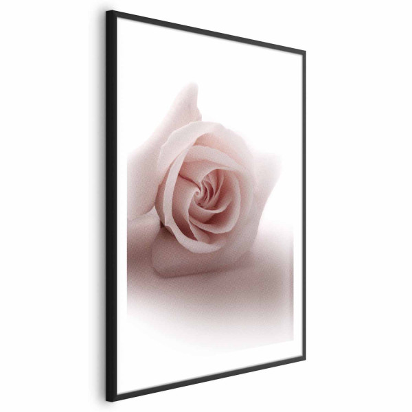 Plakat Różany cień 40x60 cm 578909