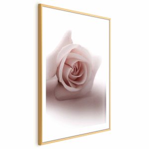 Plakat Różany cień 60×90 cm 586145
