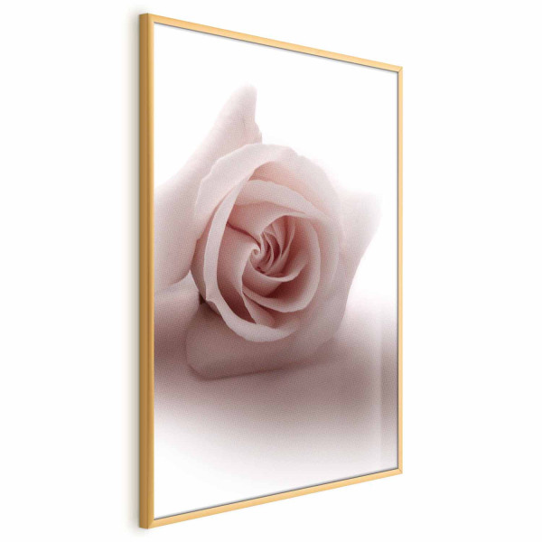 Plakat Różany cień 60x90 cm 591006